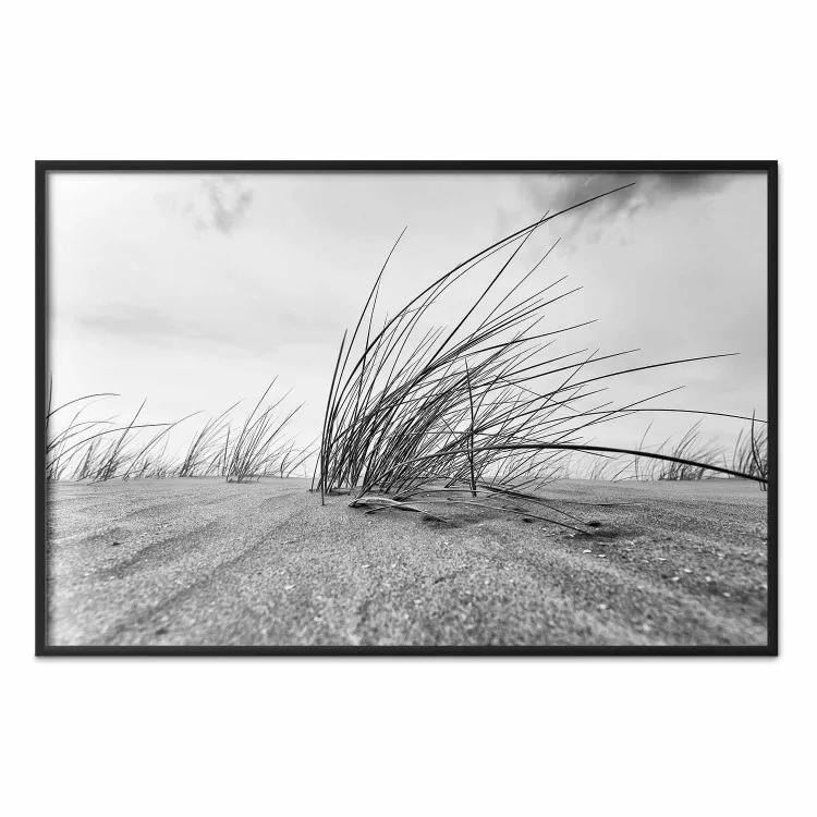Seaside reeds - black and white landscape with vegetation on sand