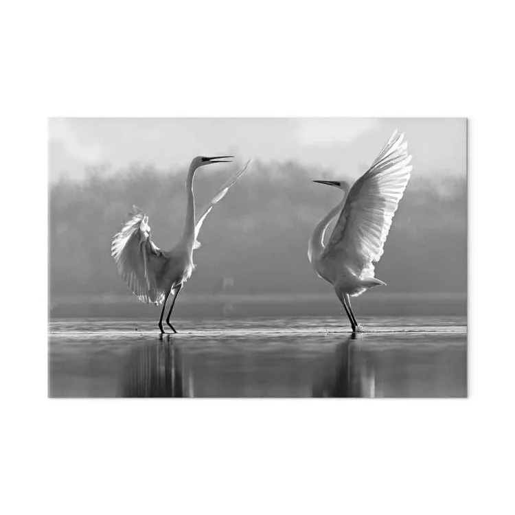 Swan Love (1 Part) Wide