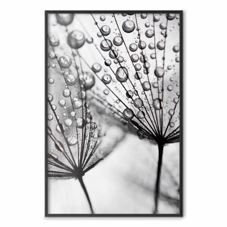 Morning Dew - black and white composition in a dandelion with water drops