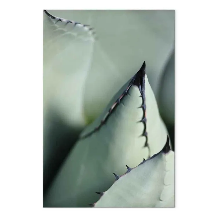 Green succulent - a close-up of a prickly element of nature
