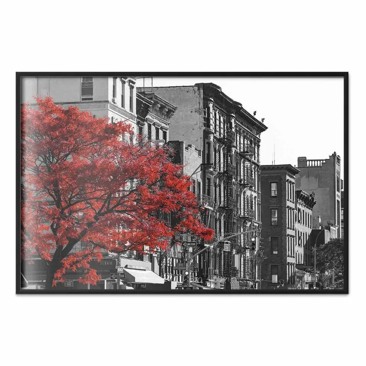 Autumn in New York - black and white urban landscape with a red tree