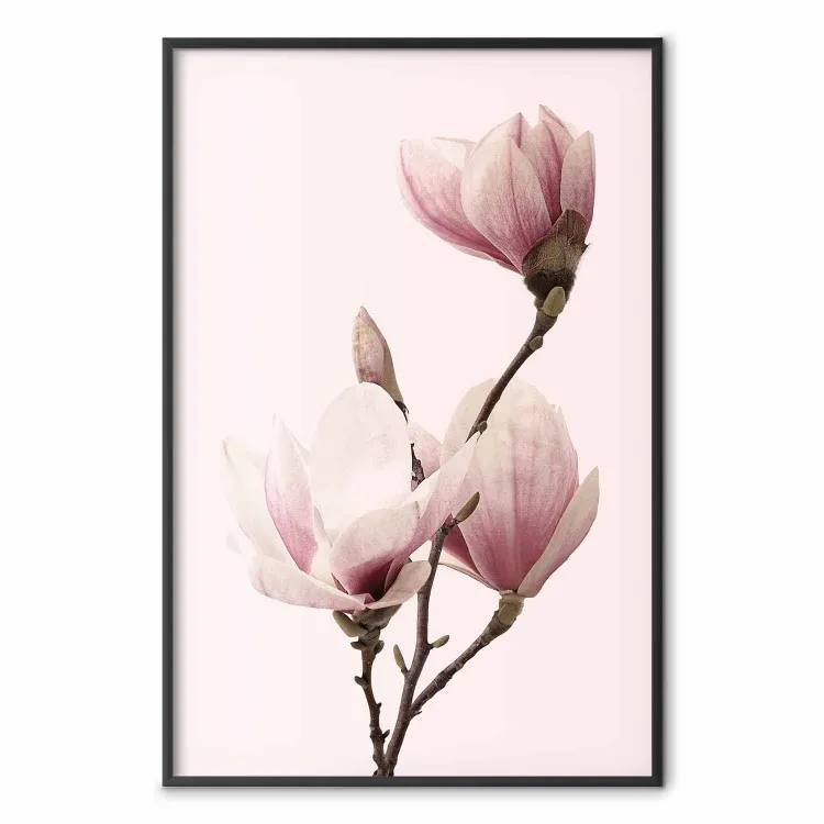 Seasonal Flowers - light pink magnolias on a pastel background