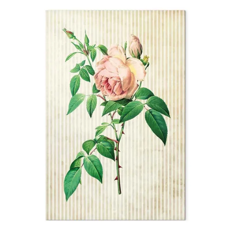 Delicate rose - thorny flower on a bright striped background