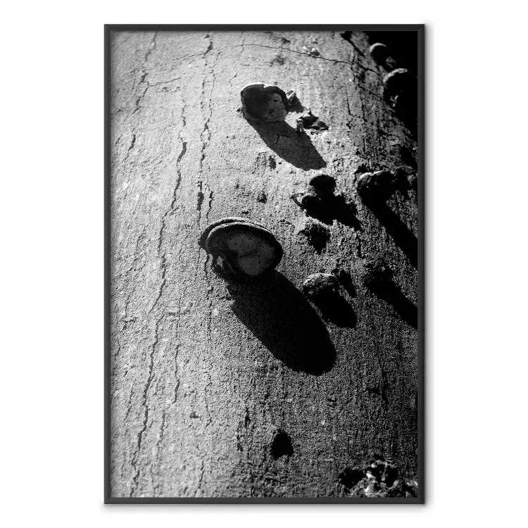 Forest Fragment - black and white photograph of a tree with a fungus on the bark