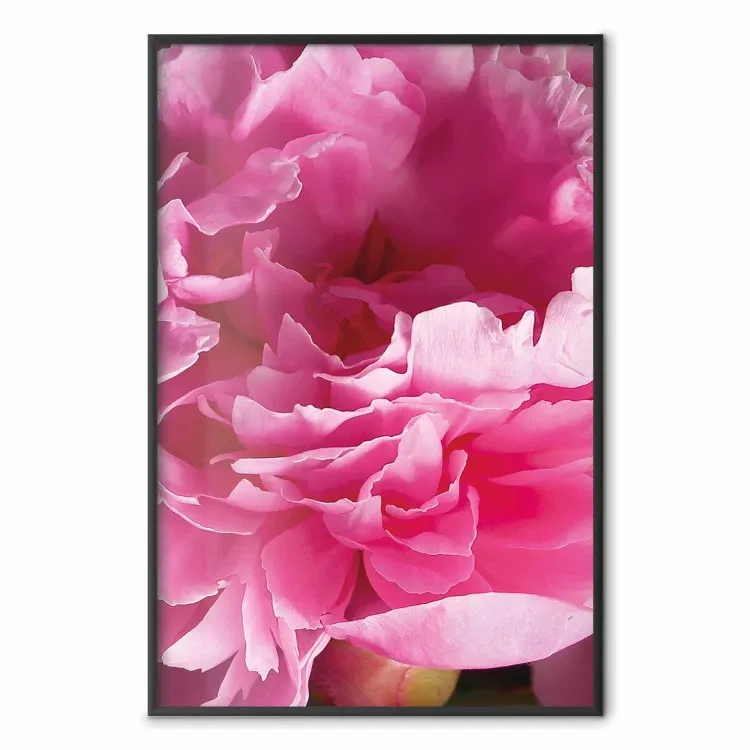Beautiful Peonies - flower with pink petals on the background of the same flowers