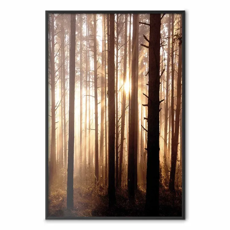 Forest Trails - forest landscape of trees against sunlight rays