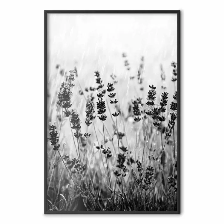Lavender in the Rain - plant flowers in a meadow in black and white motif