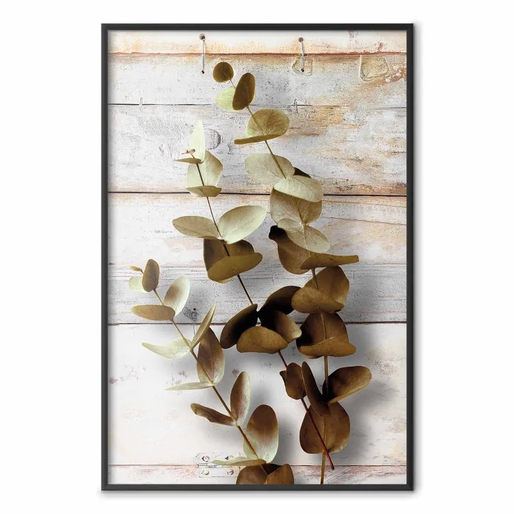 January Dawn - plant with brown leaves on a background of wooden planks