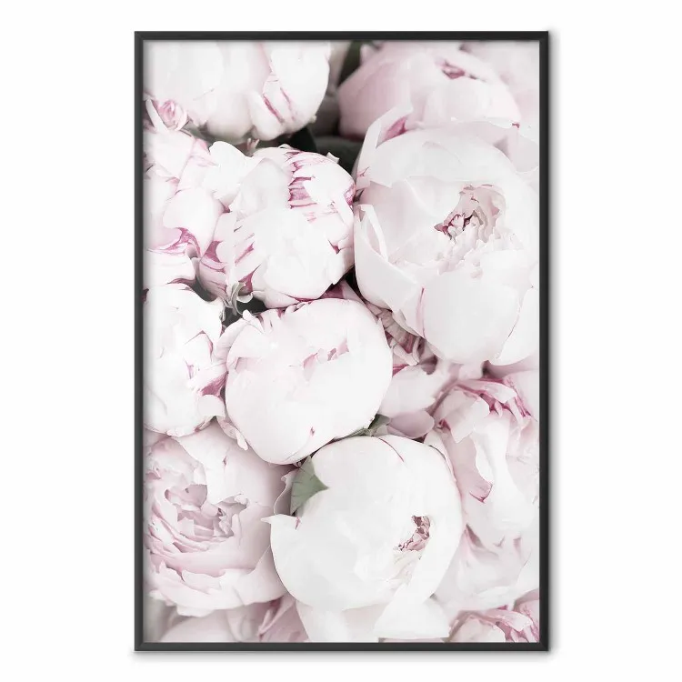 Early Summer - landscape of a field with flowers in delicate pink hues