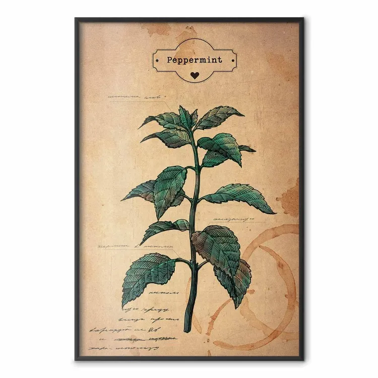 Mint Fantasy - composition with green plant and sheet of paper in background