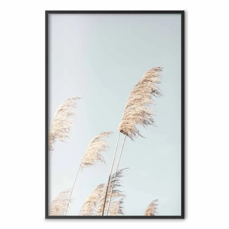 Feathery Transience - landscape of a sunny field from a frog's perspective