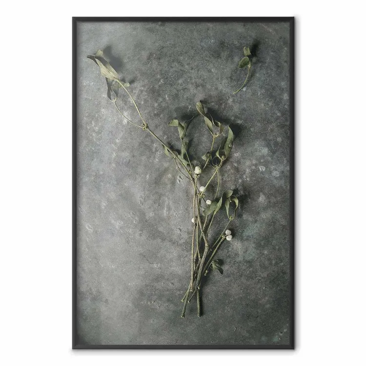 Evergreen Love - plant with white flowers lying on concrete