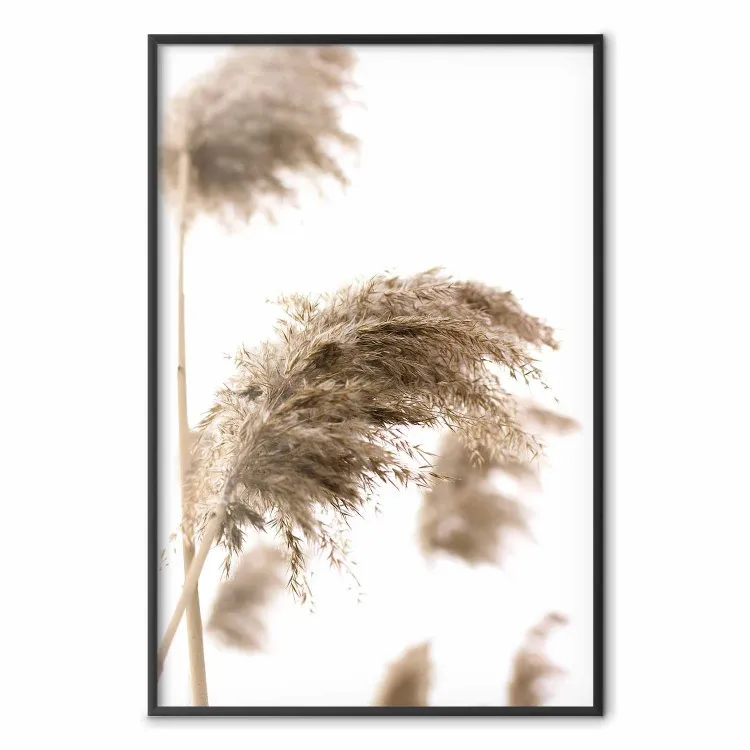 Dry Wind - plant landscape in the wind on a contrasting white background