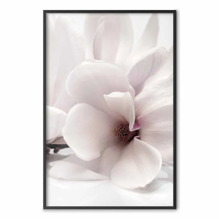 Blooming Light - floral composition of a white flower on a bright background