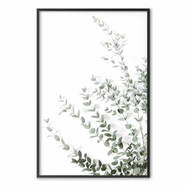 Eucalyptus Parvifolia - minimalist composition with green plant