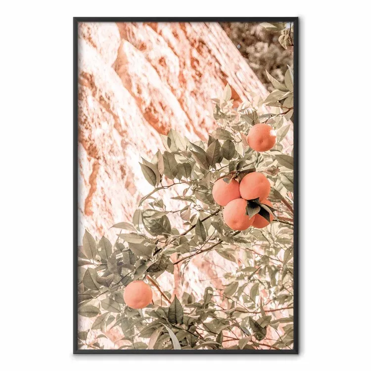Young Clementines - Branch of a Mandarin Tree With Fruits