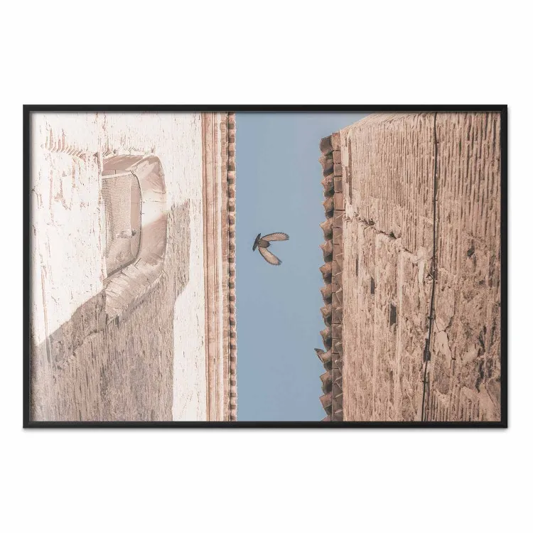 City Bird - Pigeon Flying Between Two Buildings