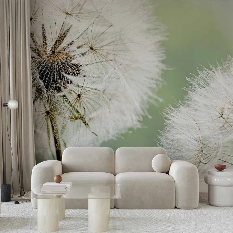 Two dandelions