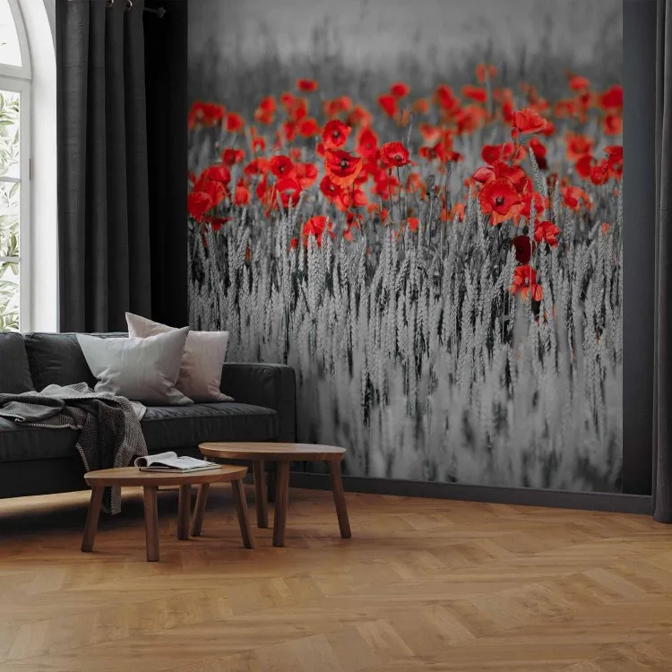 Poppies on Black and White Grain - Contrasting Shot of Red Flowers