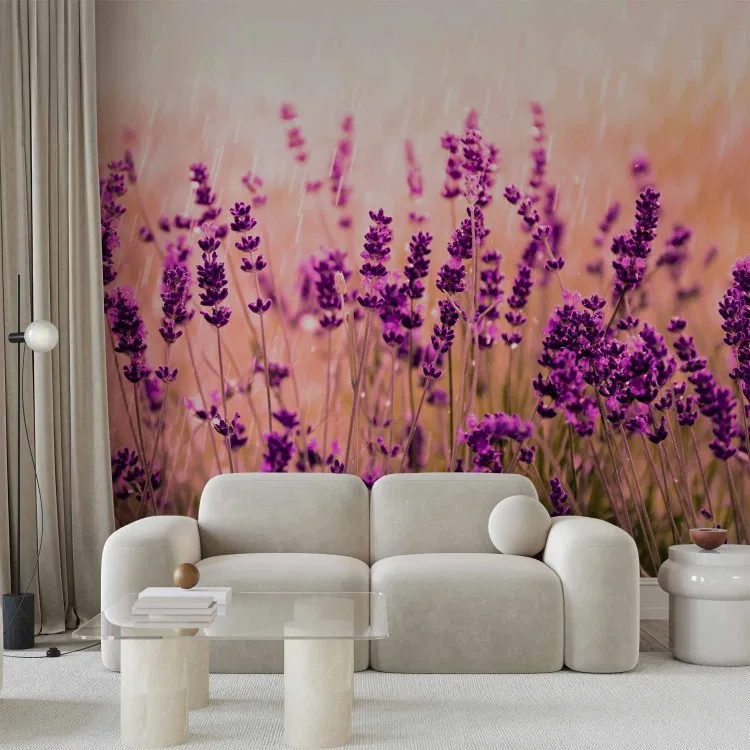 Lavender in the rain - landscape of a meadow with purple flowers and a blurred background